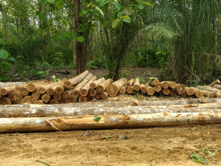 Aunque la sentencia del Tribunal Superior de Cartagena ordena devolver los predios con el proyecto agroindustrial, a diario hay tala de árboles en la zona y entran por lo menos unos cinco camiones a cargar la teca cortada.
