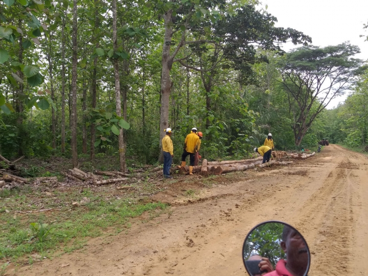 Aunque la sentencia del Tribunal Superior de Cartagena ordena devolver los predios con el proyecto agroindustrial, a diario hay tala de árboles en la zona y entran por lo menos unos cinco camiones a cargar la teca cortada.