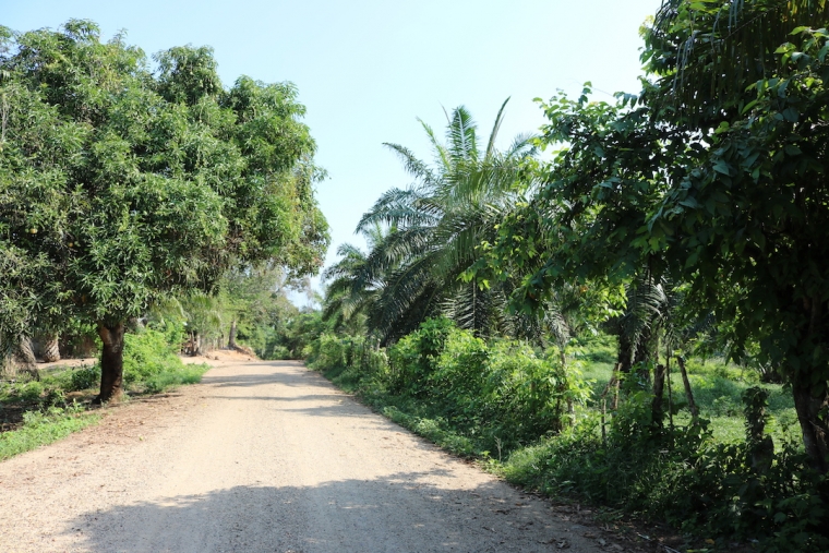Camino al Consejo Comunitario Eladio Ariza se evidencia en el paisaje como los monocultivos de palma acechan el territorio. Foto: Samuel López.