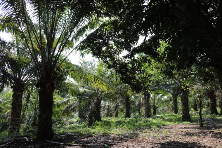 Estas plantaciones de palma se encuentran a la orilla del camino que lleva a visitantes y lugareños al Consejo Comunitario Eladio Ariza. Foto: Samuel López.