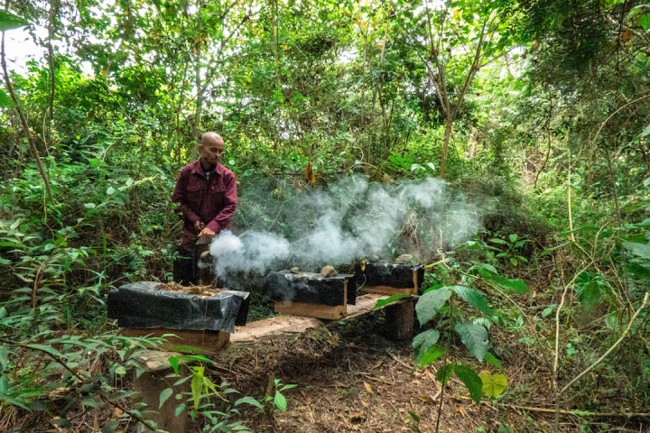 Harvy Quiceno utiliza su ahumador para calmar a las cerca de 40 colmenas que albergó en el predio La Jamaica por casi cuatro años. Foto: Richard Romero
