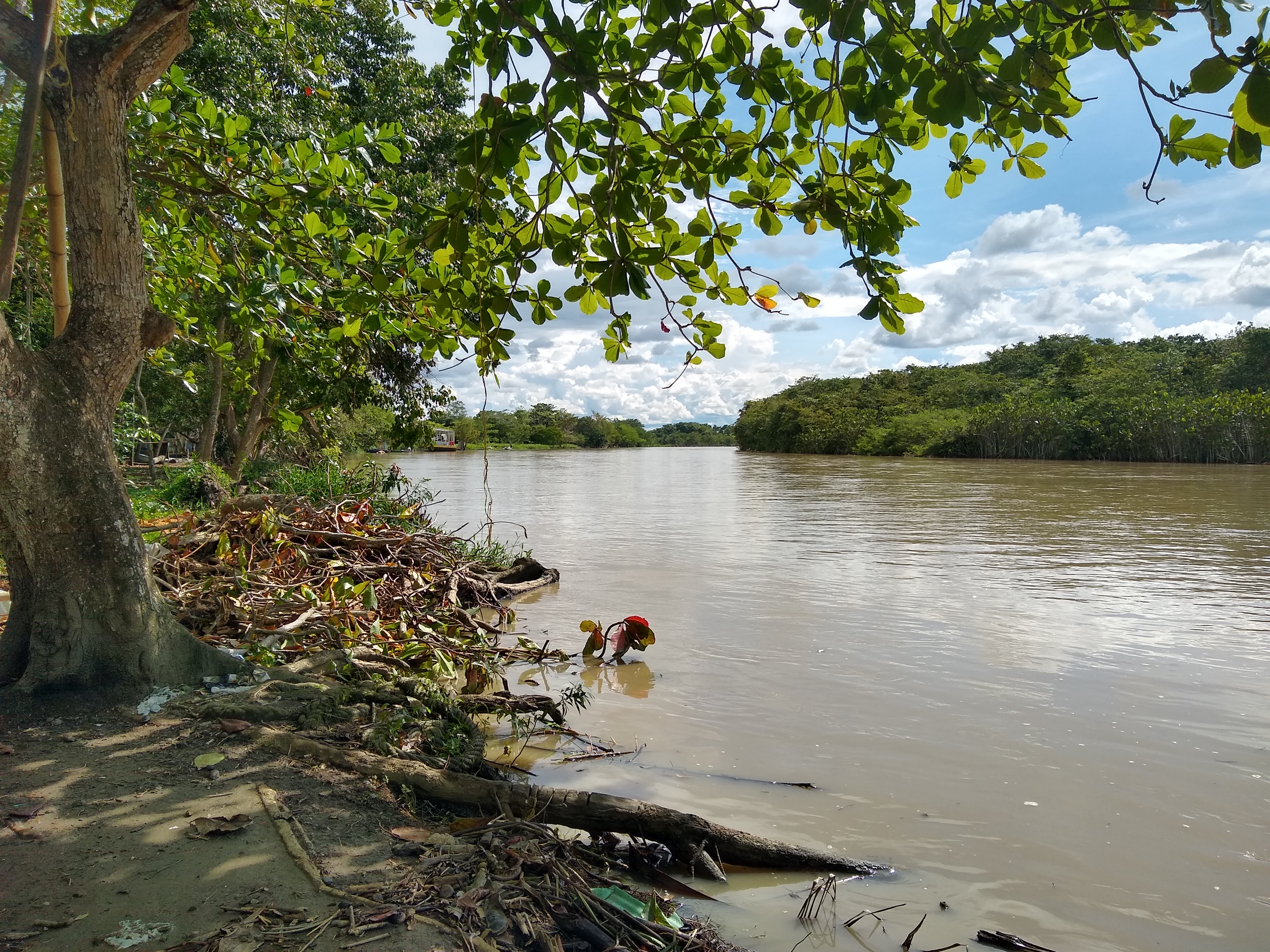 Río León Fondo manglar Bahía Colombia
