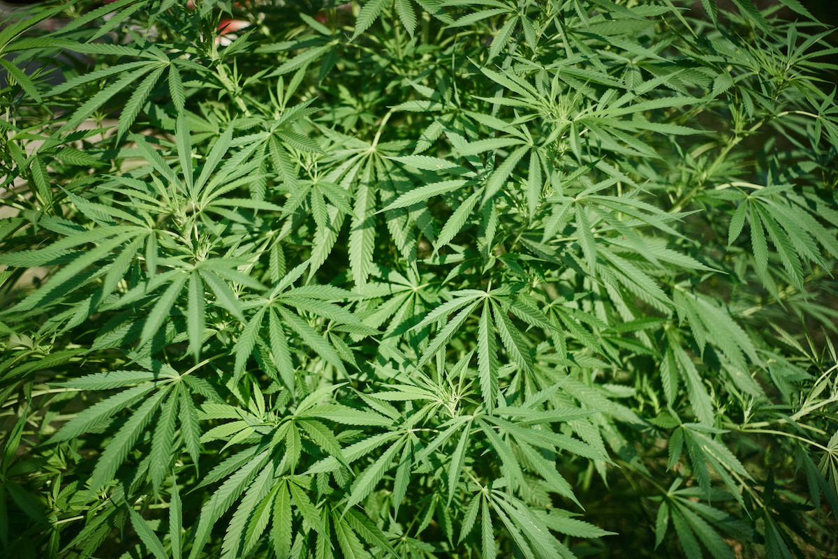 Cultivo de marihuana en el Norte del Cauca Crédito Gerald Bermúdez